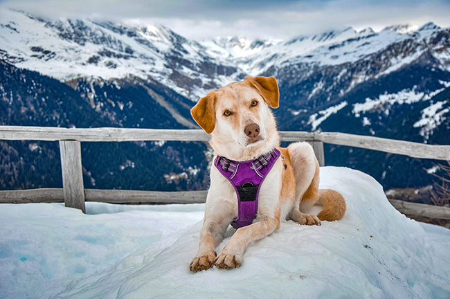 16 consejos para viajar con perros en una autocaravana o camper