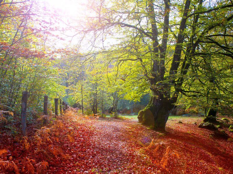 otoño en autocaravana
